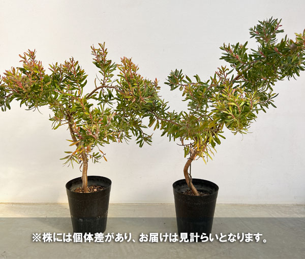 ６日入荷⭐️リューカデンドロン5品種　⭐️5鉢セット 20日入荷分⭐️リューカデンドロン5品種 ⭐️5鉢セット - メルカリ