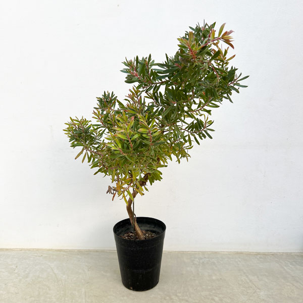 リューカデンドロン：コニカム 5号鉢植え の通販 | 園芸ネット