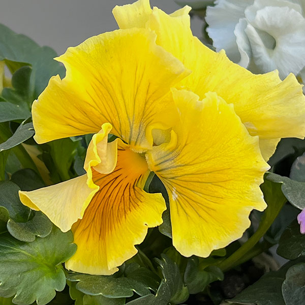 パンジー:Reboon(リボン) 花色アソート3.5号ポット 3株セット