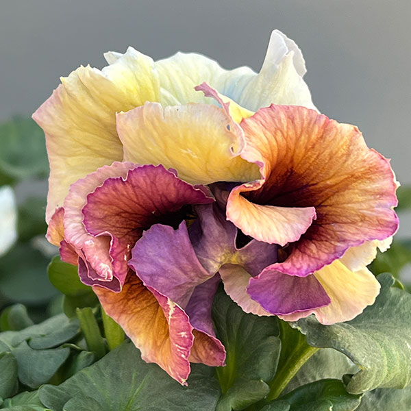 パンジー:Reboon(リボン) 花色アソート3.5号ポット 3株セット