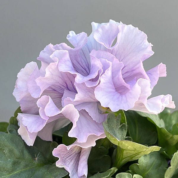 パンジー:Reboon(リボン) 花色アソート3.5号ポット 3株セット