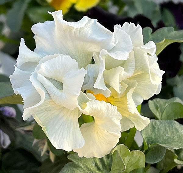 パンジー:Reboon(リボン) 花色アソート3.5号ポット 3株セット