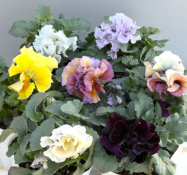 パンジー:Reboon(リボン) 花色アソート3.5号ポット 3株セット