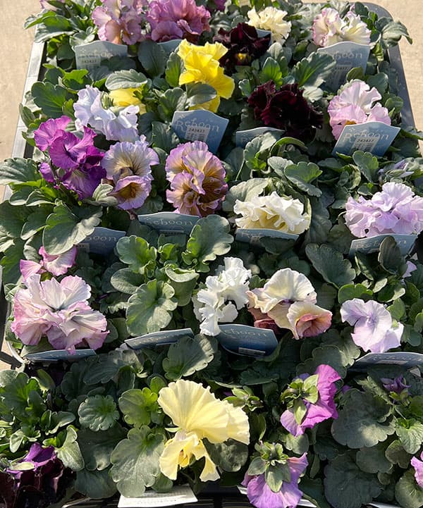 パンジー:Reboon(リボン) 花色アソート3.5号ポット 3株セット