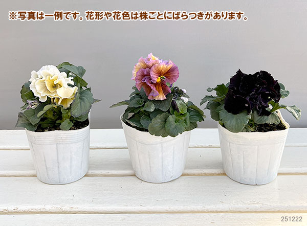 パンジー:Reboon(リボン) 花色アソート3.5号ポット 3株セット