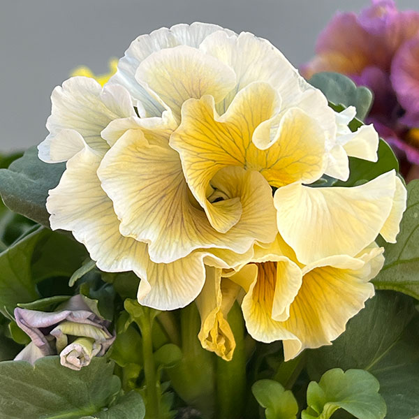 パンジー:Reboon(リボン) 花色アソート3.5号ポット 3株セット