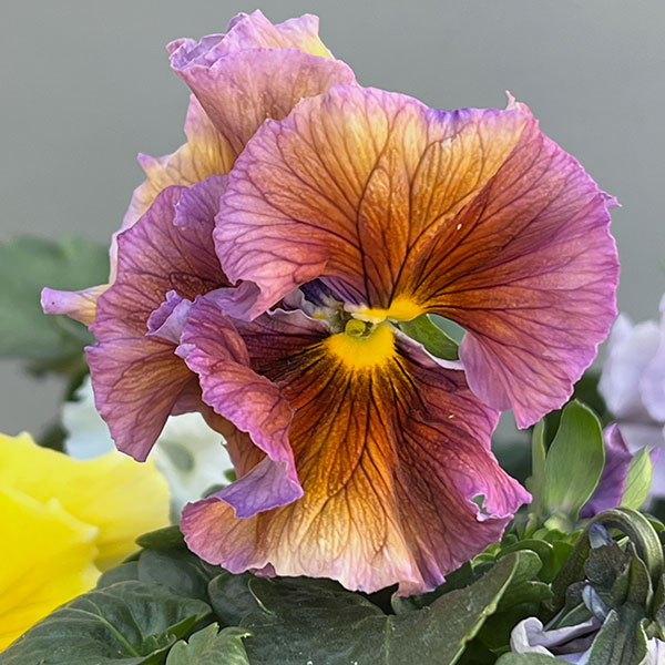 パンジー:Reboon(リボン) 花色アソート3.5号ポット 3株セット