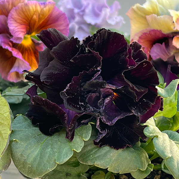 パンジー:Reboon(リボン) 花色アソート3.5号ポット 3株セット