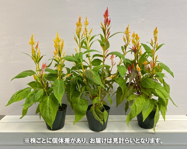 セロシア(ケイトウ):霧島の秋 キメラ系3.5号ポットg