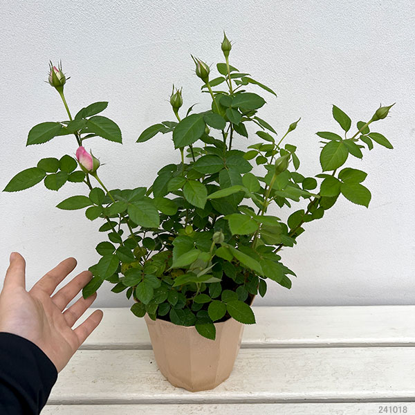 ミニバラ：アンティーケ・コルダーナ5号鉢植え