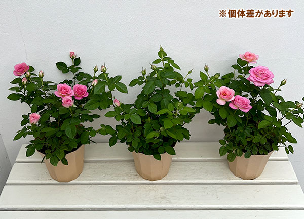 ミニバラ：アンティーケ・コルダーナ5号鉢植え