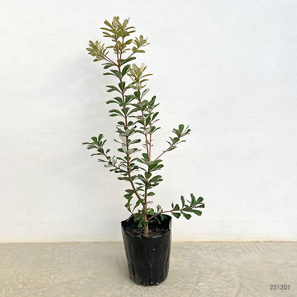 バンクシア：セイラ7号ポット