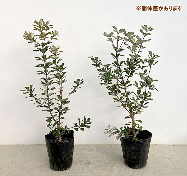 バンクシア：セイラ7号ポット