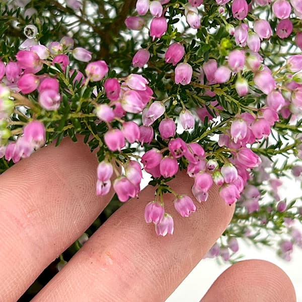 エリカ：メランセラ モナミパープル（花色見計らい）3号ポット[10～12月頃開花　濃赤色系の秋咲エリカ]