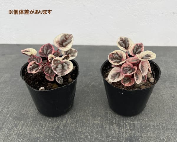 ぺぺロミア ：ストロベリークォーツ　3号ポット