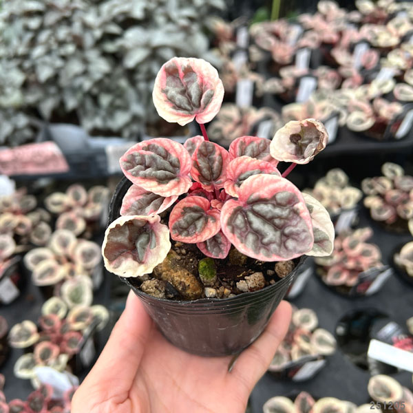 ぺぺロミア :ストロベリークォーツ 3号ポット