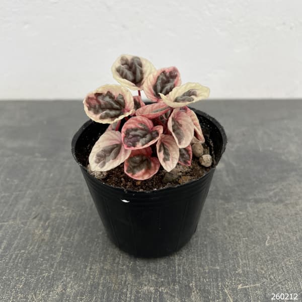 ぺぺロミア ：ストロベリークォーツ　3号ポット