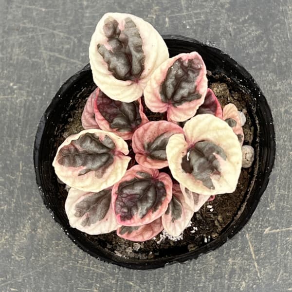 ぺぺロミア ：ストロベリークォーツ　3号ポット