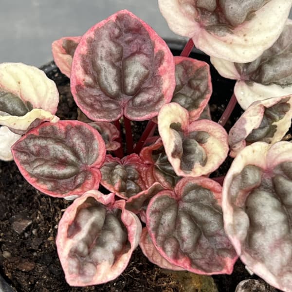 ぺぺロミア ：ストロベリークォーツ　3号ポット