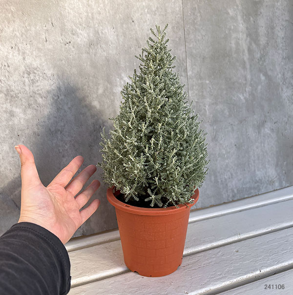コットンラベンダーのツリー仕立て4.5-5号鉢植え
