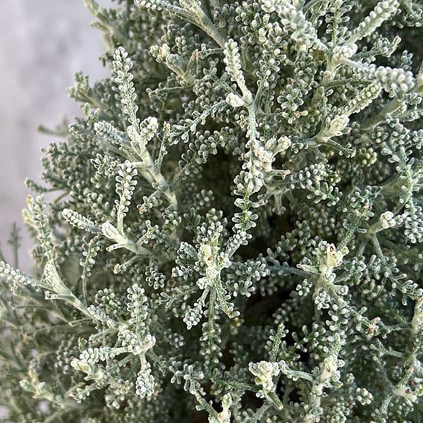 コットンラベンダーのツリー仕立て4.5-5号鉢植え