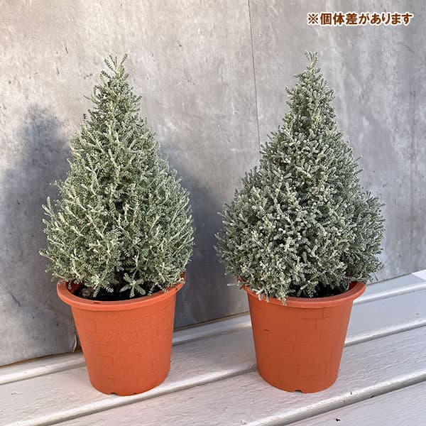 コットンラベンダーのツリー仕立て4.5-5号鉢植え