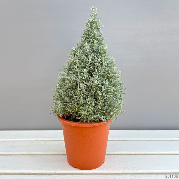 コットンラベンダーのツリー仕立て4.5-5号鉢植え