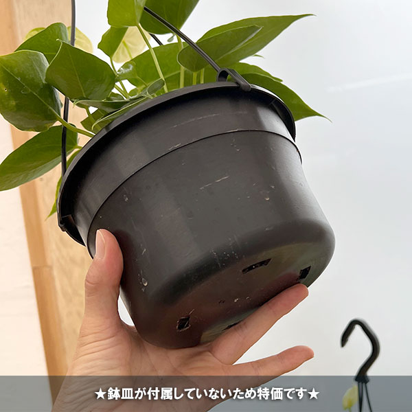 園芸ネット本店｜ミニアンスリウム：クリーム4号吊り鉢 の通販【公式】