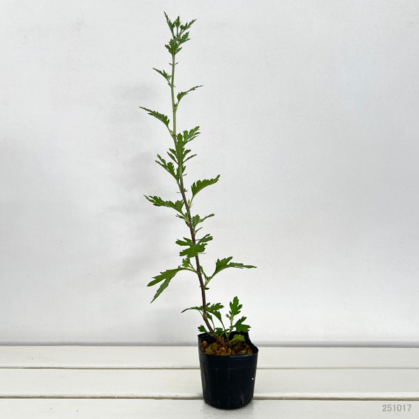 キク(菊):縁結び 3号ポット