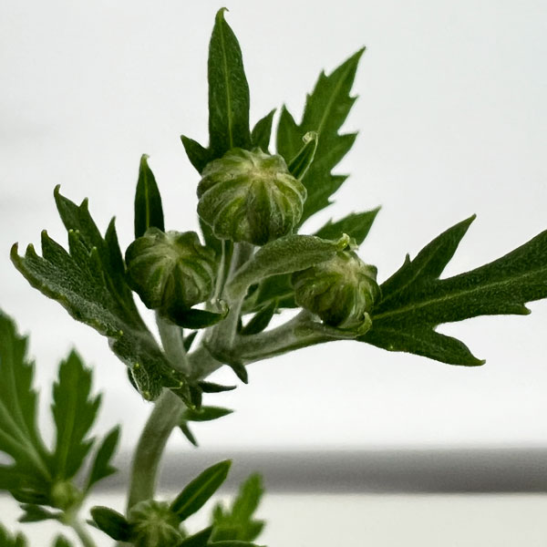 キク(菊):縁結び 3号ポット