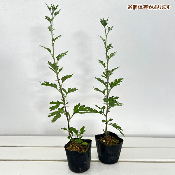 キク(菊):縁結び 3号ポット