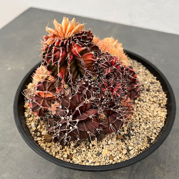 サボテン：ギムノカリキウム ハイブリッド 7号24-14 の通販 | 園芸ネット