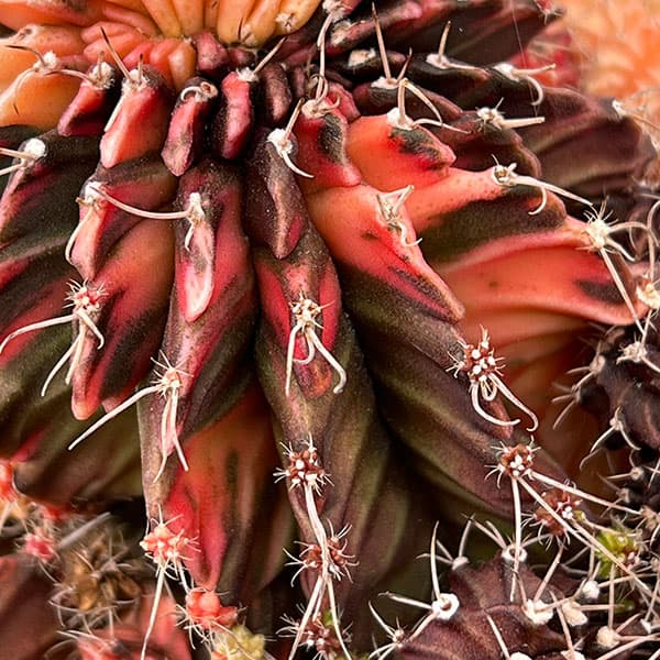 耐寒ギムノカリキウム ブルチー 28種類 50株セット 耐寒