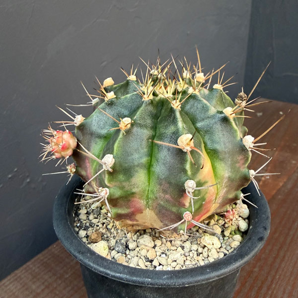 サボテン:ギムノカリキウム ハイブリッド 3号24-06