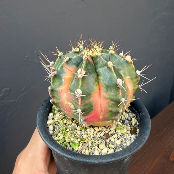 サボテン:ギムノカリキウム ハイブリッド 3号24-06