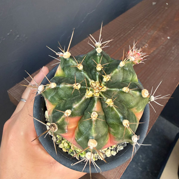 サボテン:ギムノカリキウム ハイブリッド 3号24-06