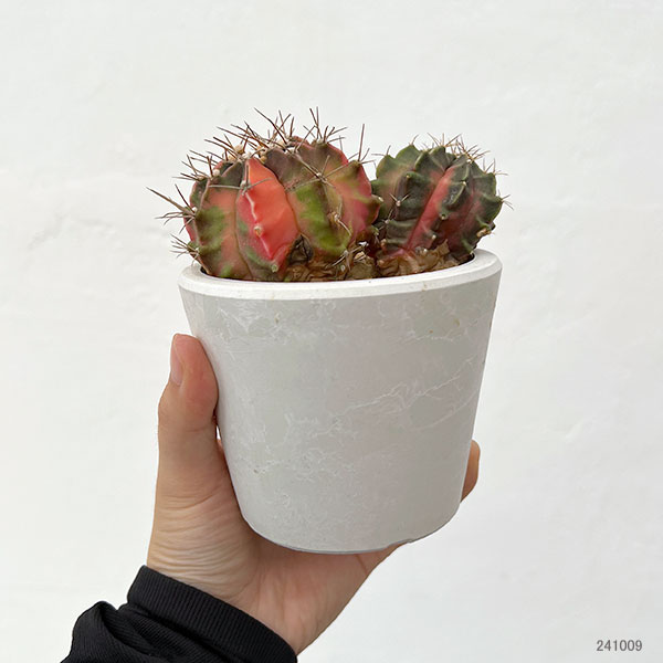 バリ島で購入　サボテン（木製） 大 柱サボテン – linkplants -リンクプランツ-
