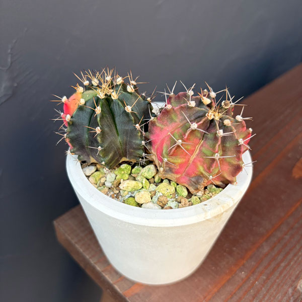 サボテン:ギムノカリキウム ハイブリッド(寄せ植え) 3号24-08