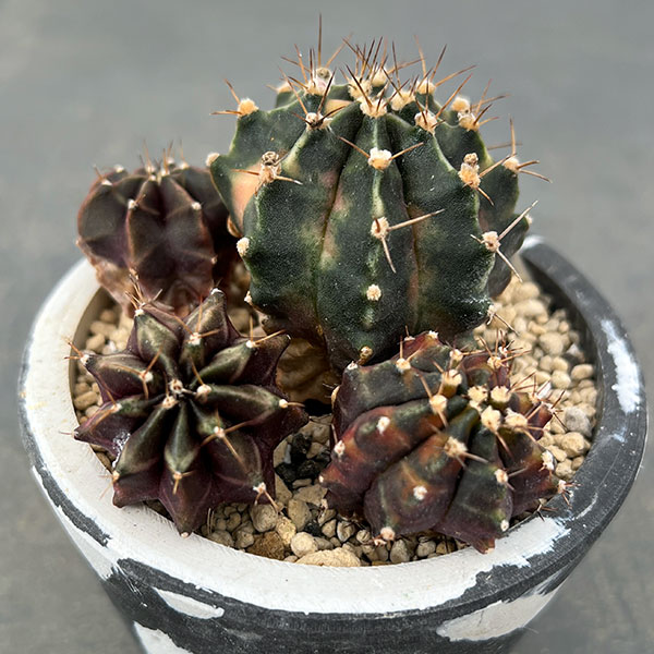 園芸ネット本店｜サボテン：ギムノカリキウム ハイブリッド（寄せ植え