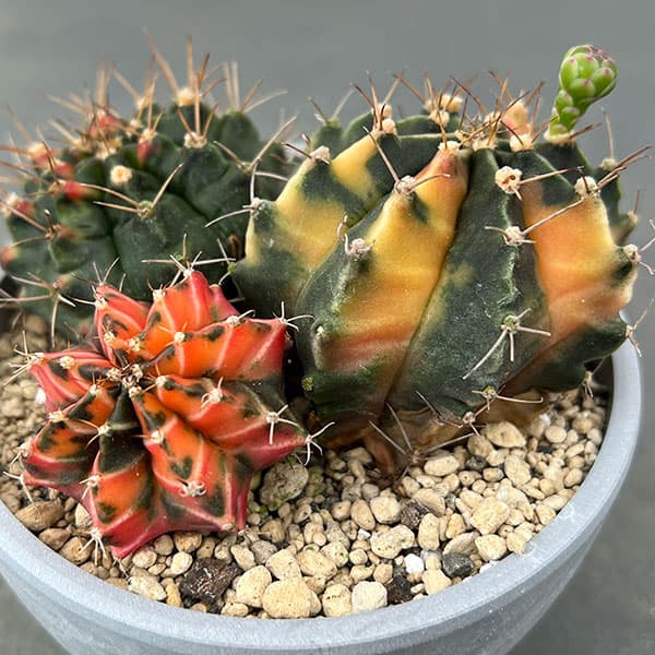 園芸ネット本店｜サボテン：ギムノカリキウム ハイブリッド（寄せ植え
