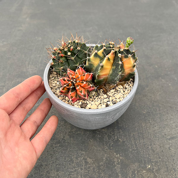 園芸ネット本店｜サボテン：ギムノカリキウム ハイブリッド（寄せ植え