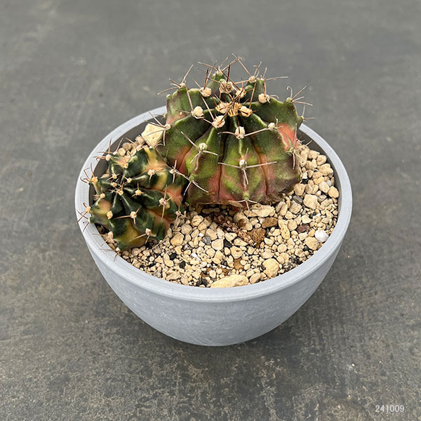 サボテン：ギムノカリキウム ハイブリッド（寄せ植え） 3.5号24