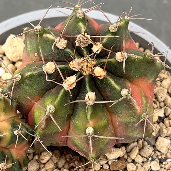 園芸ネット本店｜サボテン：ギムノカリキウム ハイブリッド（寄せ植え
