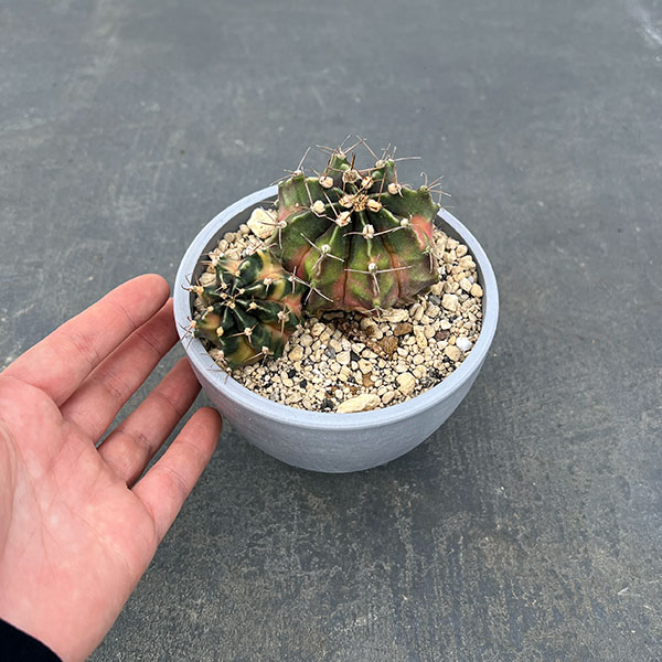 園芸ネット本店｜サボテン：ギムノカリキウム ハイブリッド（寄せ植え