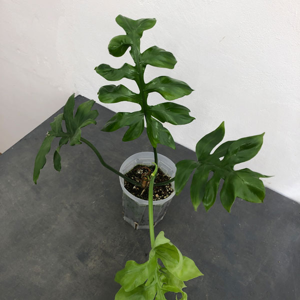 園芸ネット本店｜フィロデンドロン：ディスタンティロバム 5号