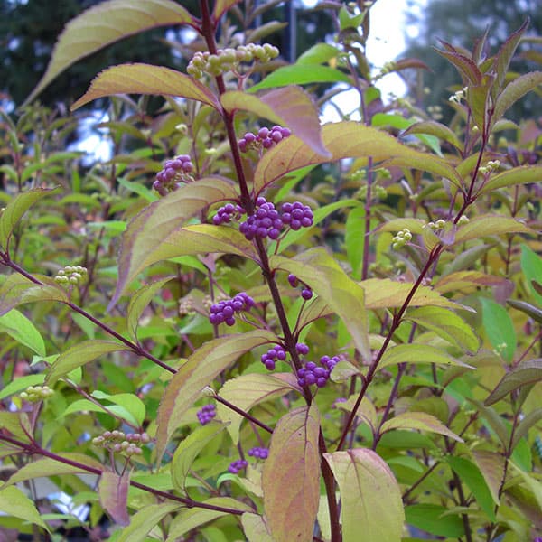 （わけあり特価）コムラサキ：アーリーアメジスト3.5号ポット