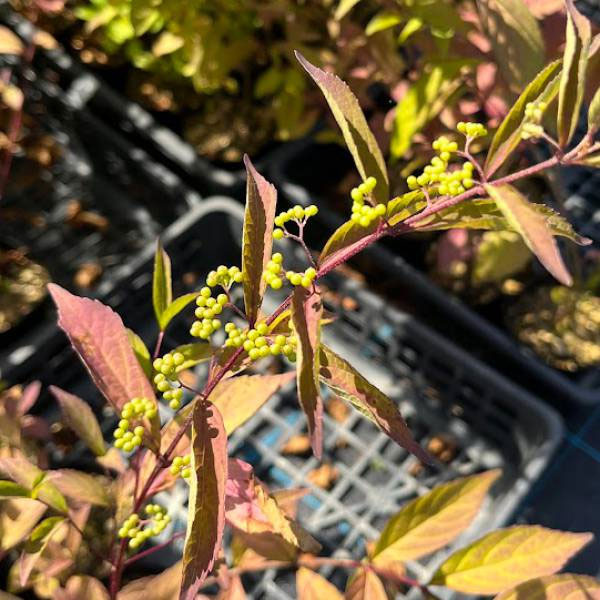 （わけあり特価）コムラサキ：アーリーアメジスト3.5号ポット