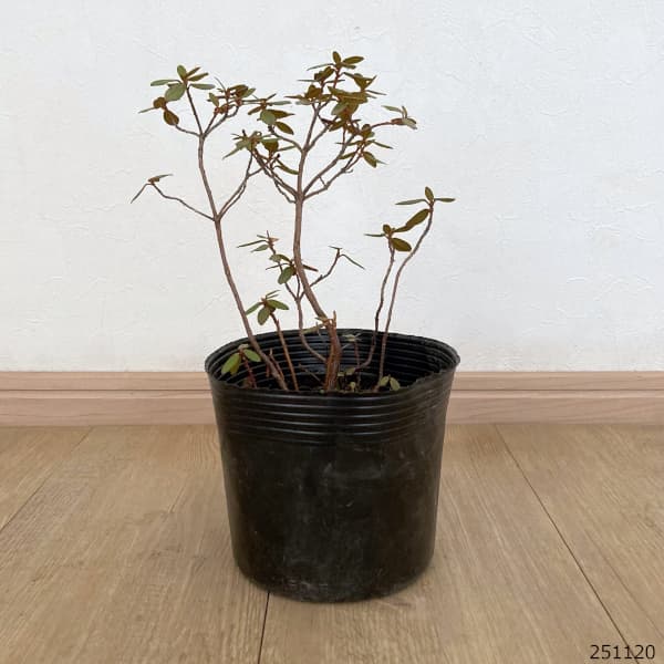 シャクナゲ:ラマポー5号ポット