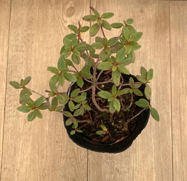 シャクナゲ:ラマポー5号ポット