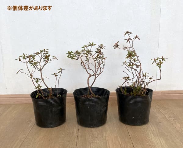 シャクナゲ:ラマポー5号ポット